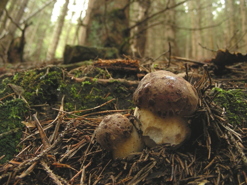 Boleti trentini, chi soffre d''invidia o siccit� non guardi